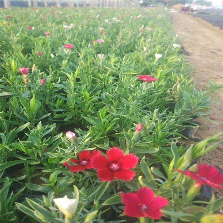 苗圃直供五彩石竹 五彩石竹报价【启景花卉】五彩石竹出售