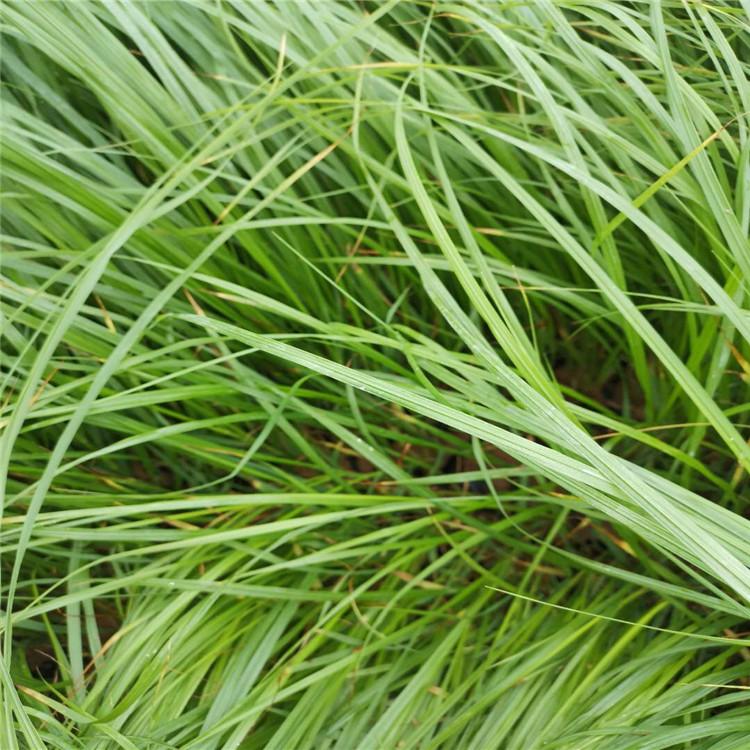 大量批发狼尾草 【启景花卉】狼尾草基地报价 山东狼尾草种植基地