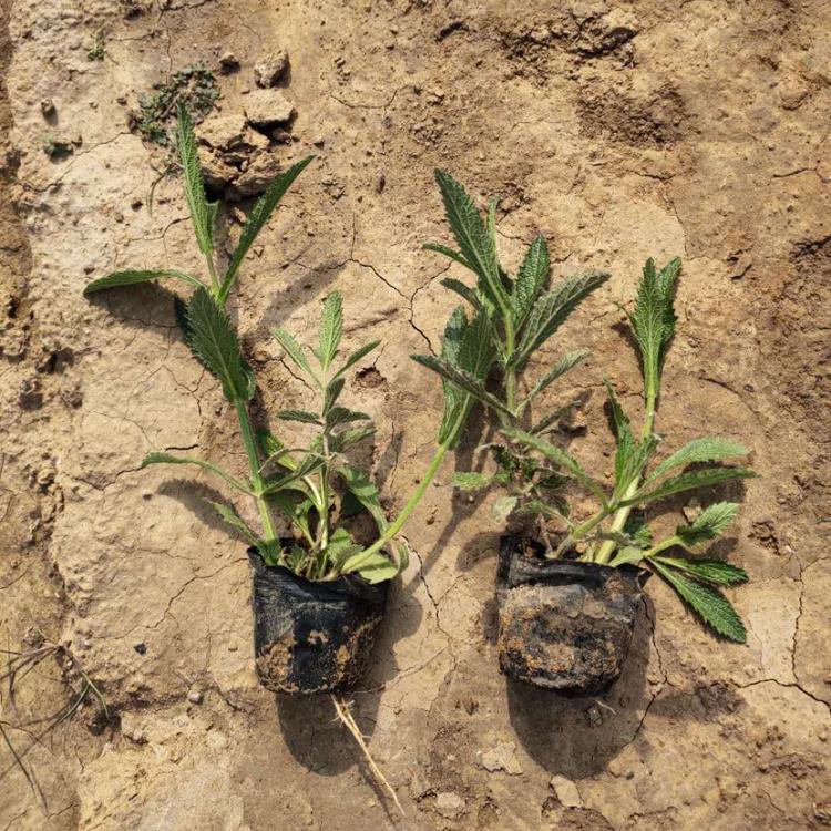 大量供应柳叶马鞭草 马鞭草小苗 宿根柳叶马鞭草直销基地