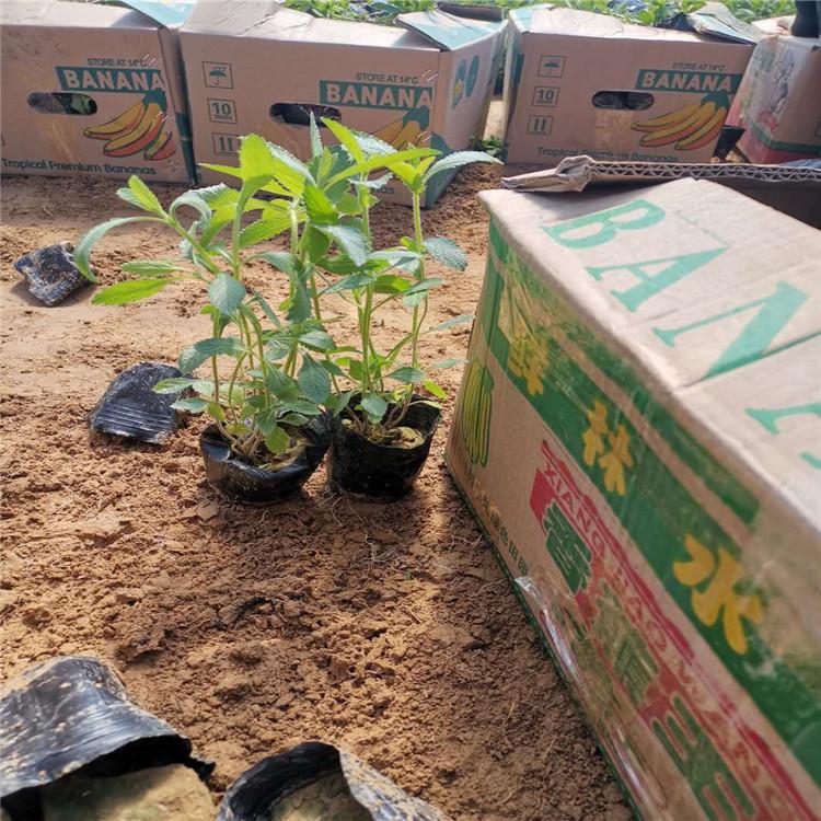 马鞭草培植销售 柳叶马鞭草群体绿化效果佳 启景花卉批售