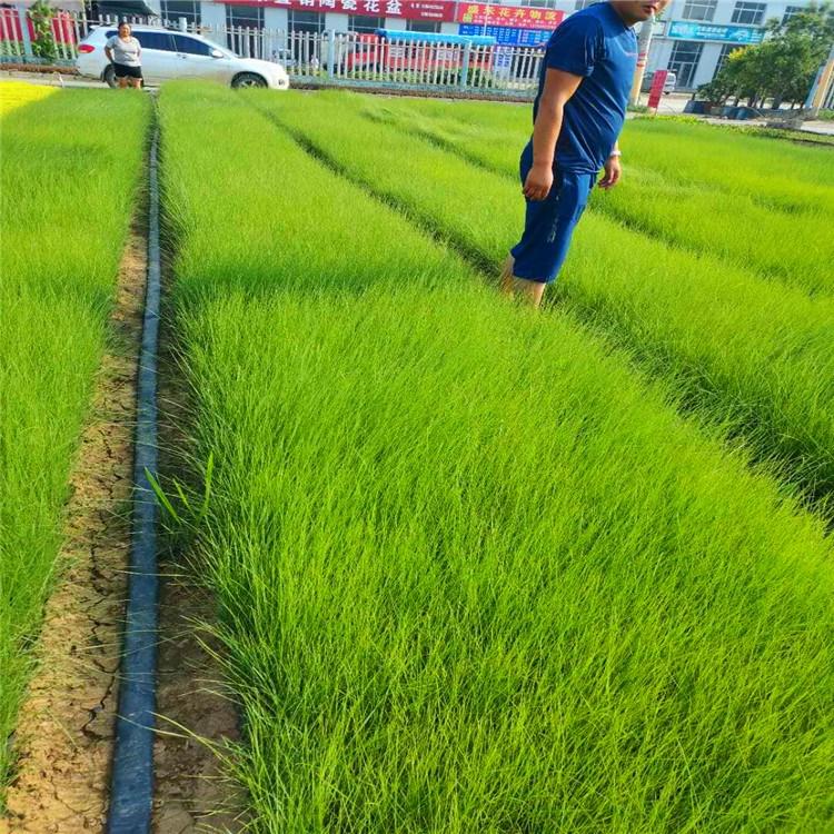 启景花卉基地供应打造景观花海用绿化苗粉黛乱子草