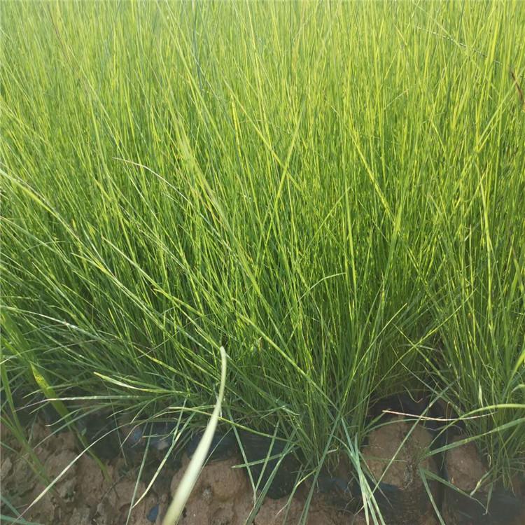 景观花海打造用绿化苗 粉黛乱子草【 启景花卉】基地直供