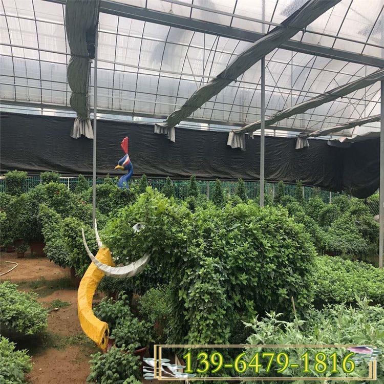 青州菊花造型图片 绿化观赏花卉造型厂家 菊花造型设计