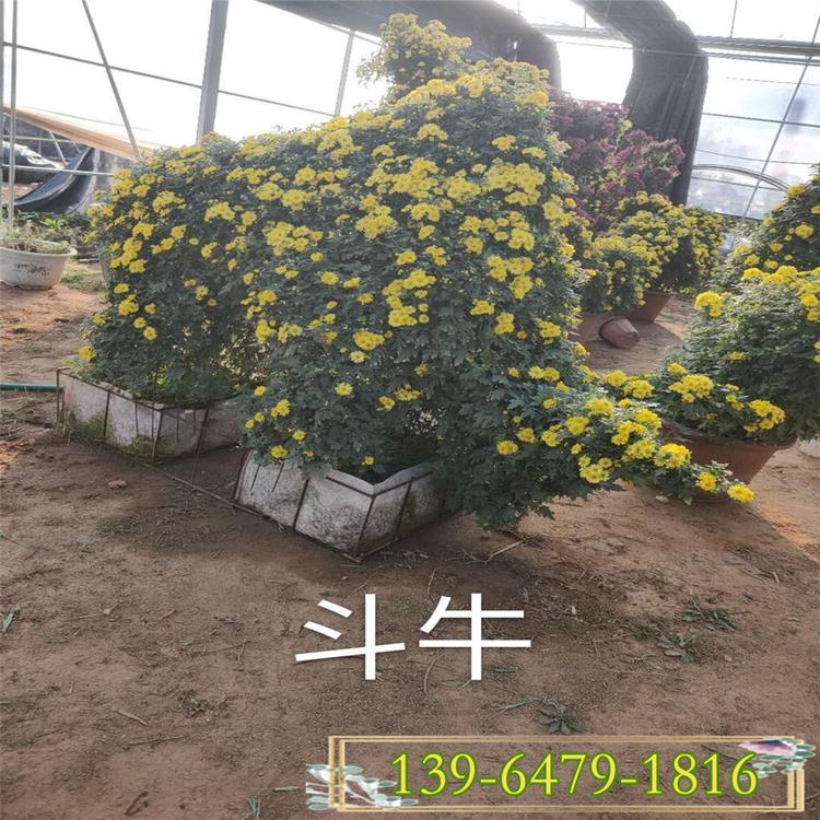 国庆菊牛造型价格 五色草造型 十月一菊花展造型