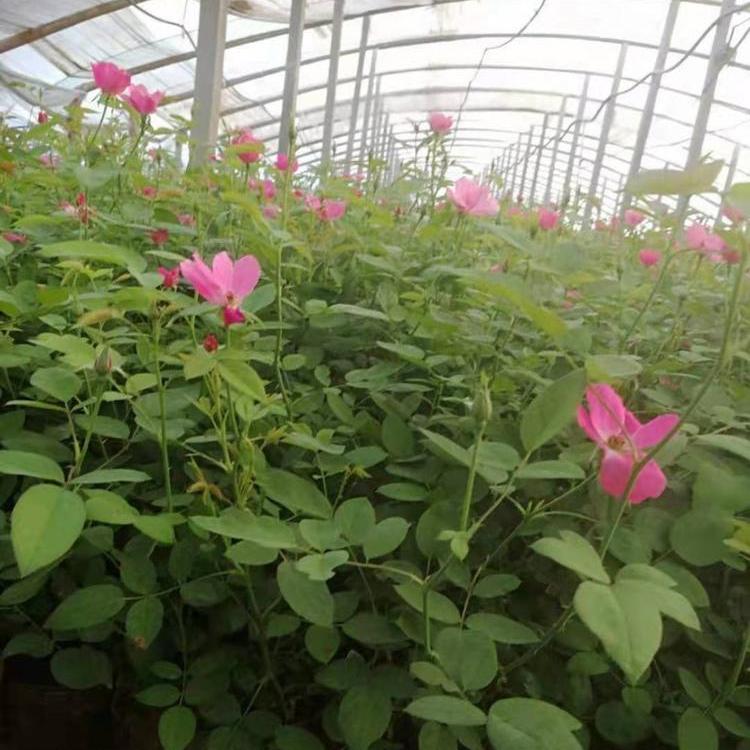庭院美化月季花 丰花月季价格  丰花月季小苗  基地直销丰花月季