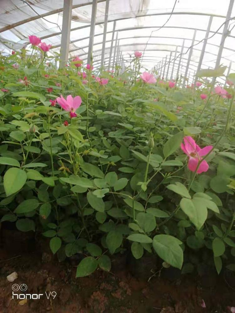 庭院美化月季花 丰花月季种植基地  丰花月季小苗  丰花月季苗圃直供