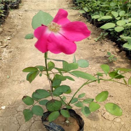 冠森  丰花月季 花期长 观赏价值高  月季小苗供应商