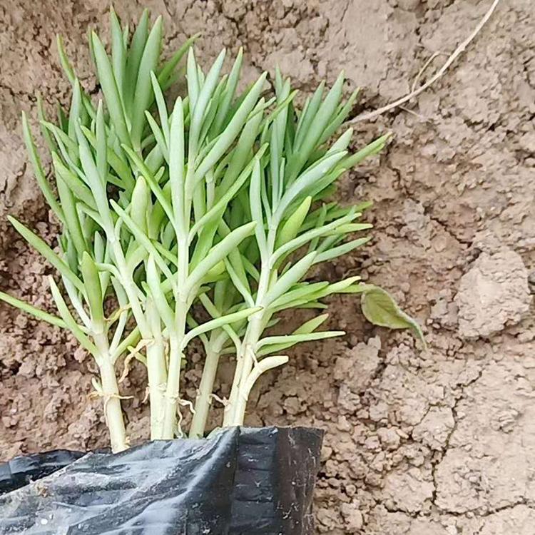 苗圃直销 佛甲草价格 基地种植佛甲草
