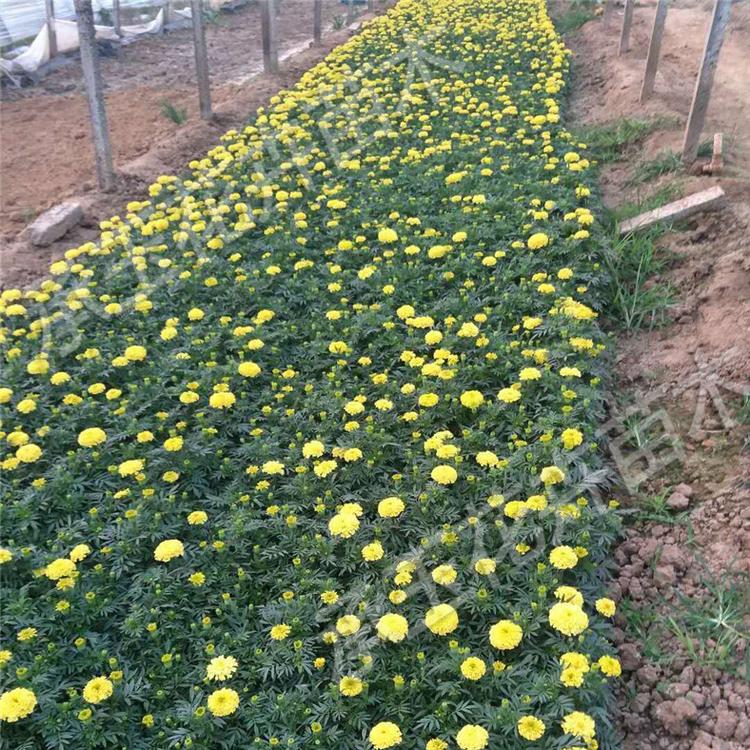 万寿菊市场基地 万寿菊绿化用苗 国庆租摆花卉