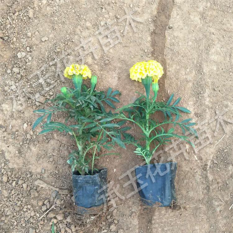 国庆工程用苗 万寿菊大量批发 万寿菊时令草花