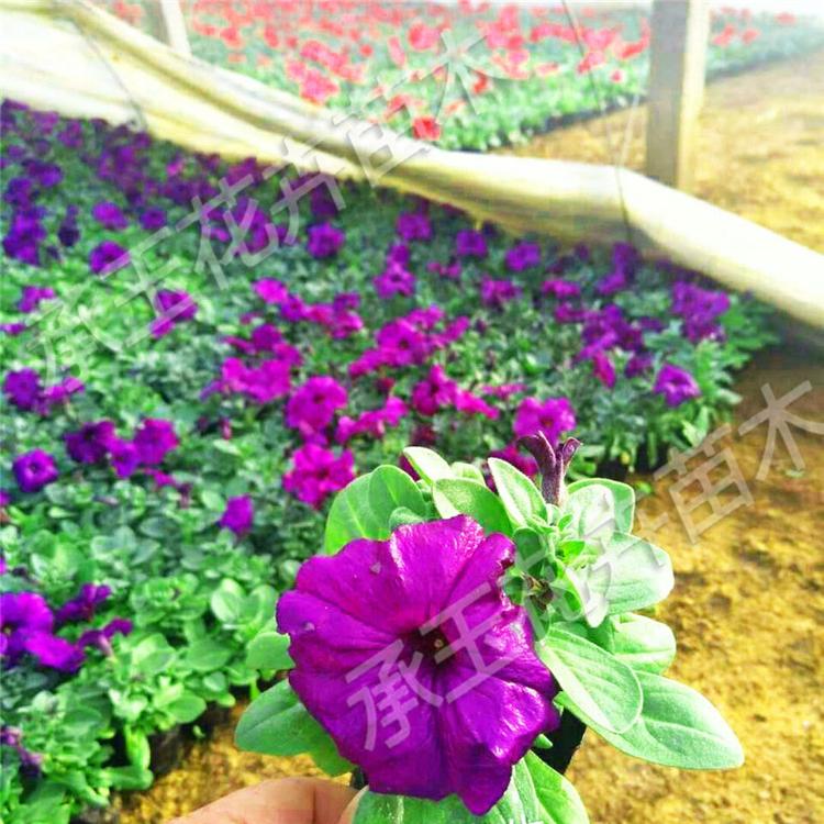 矮牵牛种植基地 矮牵牛园林用苗 时令草花行情