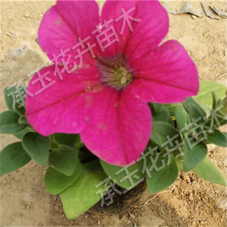 矮牵牛种苗 矮牵牛绿化花卉 国庆草花批发