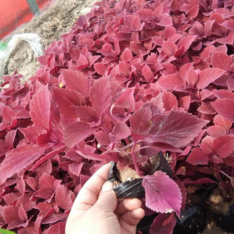 彩叶草 盆栽彩叶草价格 山东彩叶草基地 松青花卉