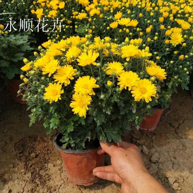 国庆菊千头菊国庆租摆开花多色千头菊国庆菊价格