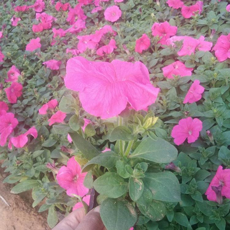 牵牛花 牵牛花批发基地 苗圃批发
