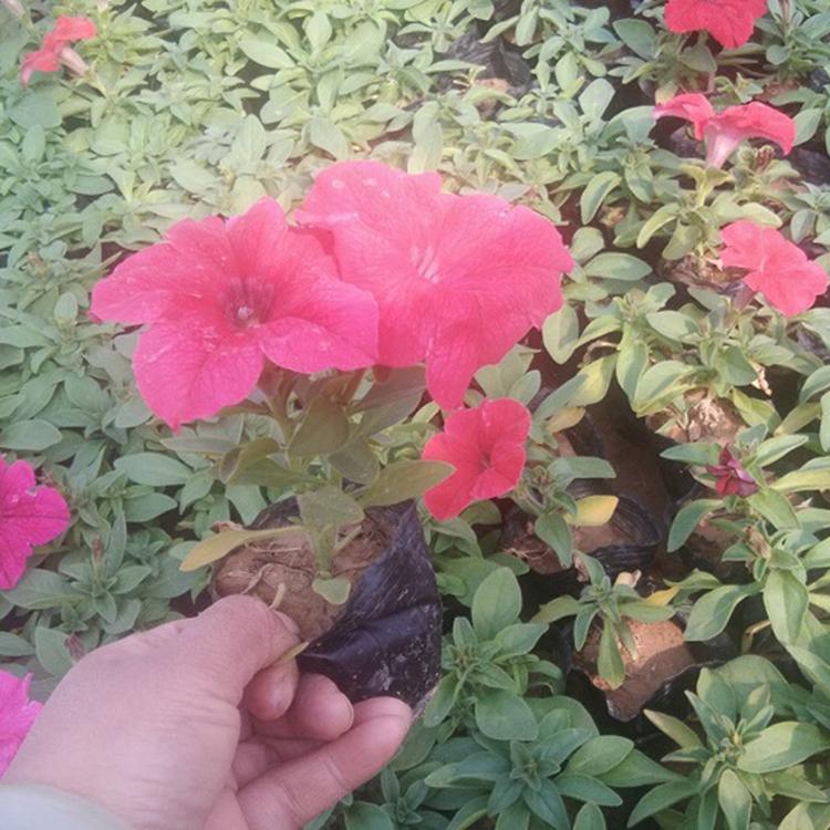 山东牵牛花 牵牛花价格 欢迎预定