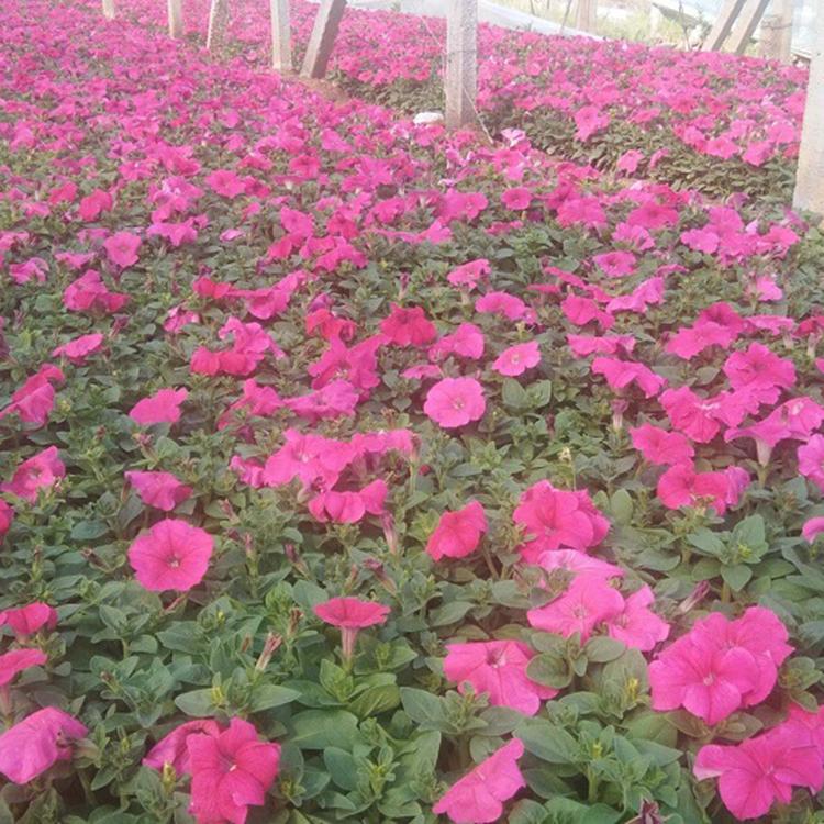 青州牵牛花苗基地 牵牛花批发报价 基地直销