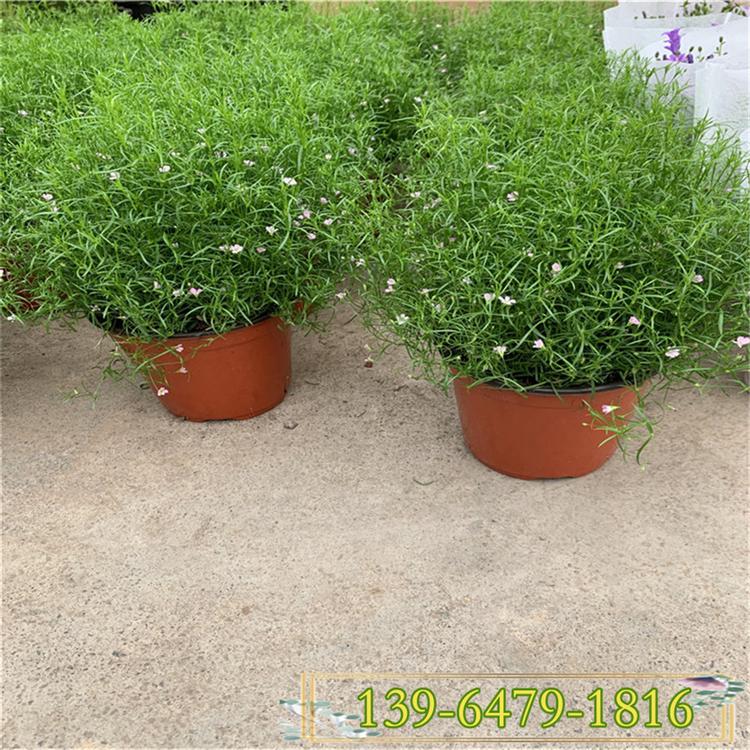 供应满天星植物小苗幼苗 室内盆栽花卉 四季开花清丽优雅