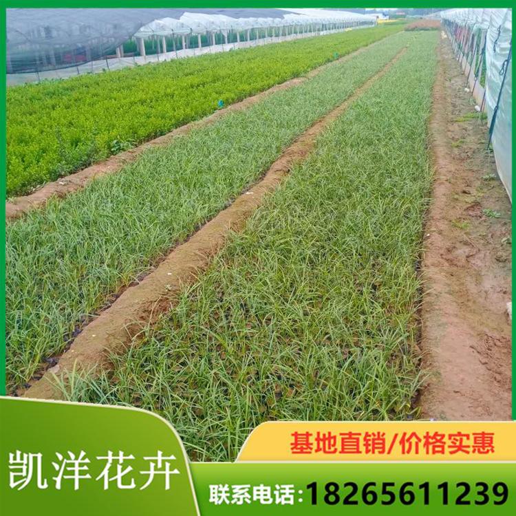 阔叶麦冬小苗 阔叶麦冬供货商 凯洋基地直销