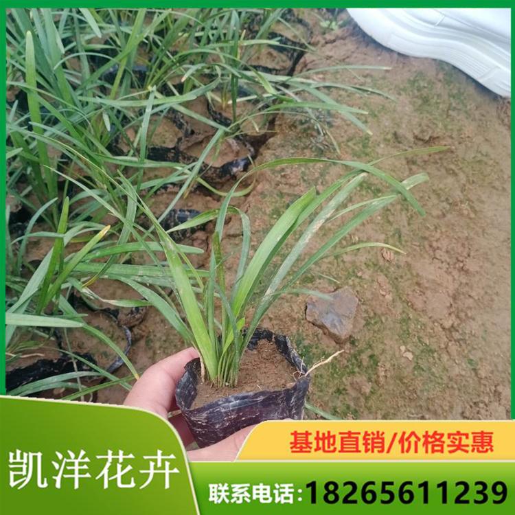 阔叶麦冬行情 阔叶麦冬培育基地 山东阔叶麦冬批发商