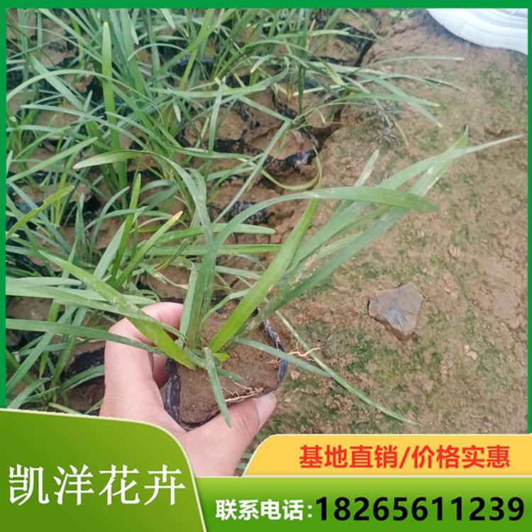 小皮桶麦冬苗 阔叶麦冬供货商 青州凯洋花卉