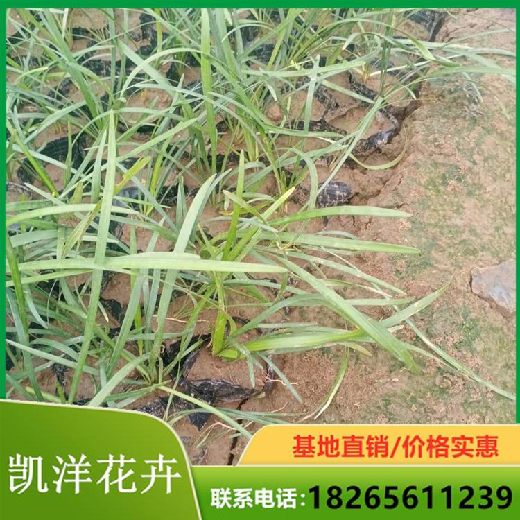 阔叶麦冬 阔叶麦冬基地 青州凯洋花卉