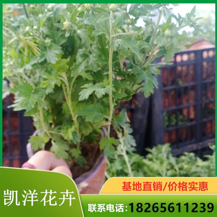 国庆菊出售 批量销售国庆菊 盆栽国庆菊