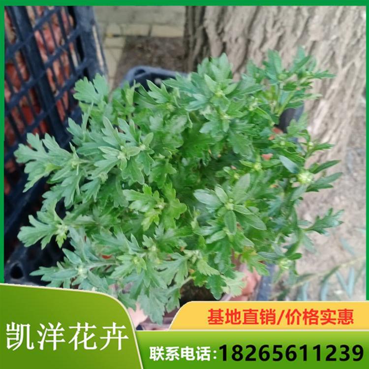 节日租摆国庆菊 国庆菊批发基地 青州国庆菊