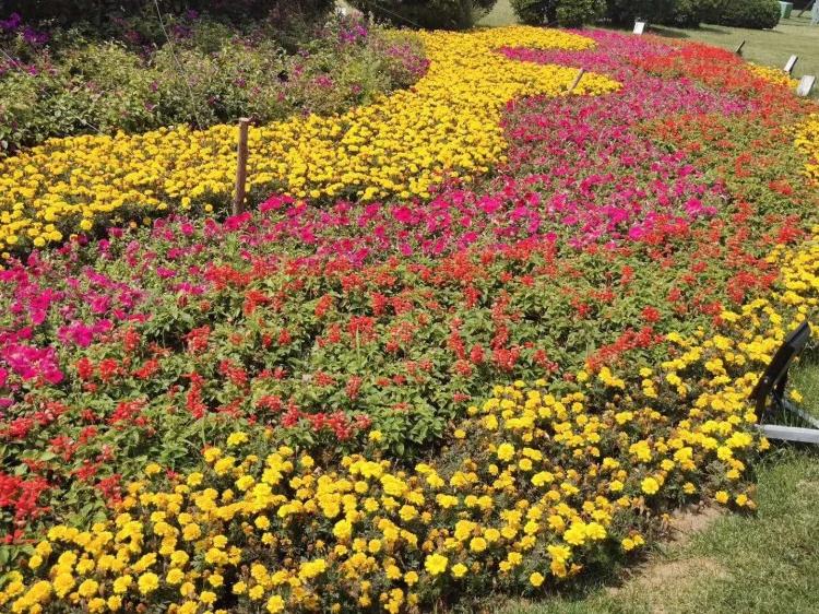 花海供应