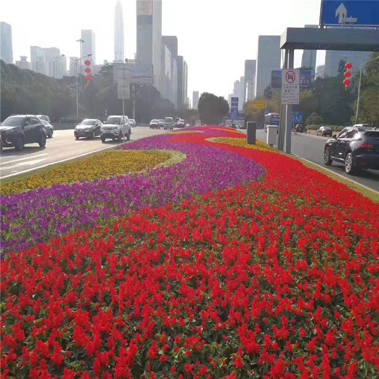花海组摆花卉