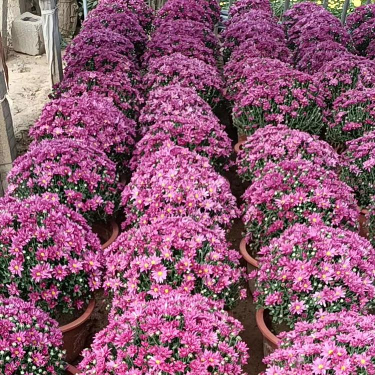 西藏国庆菊专供   国庆专用    河北天津国庆菊   价格   草花