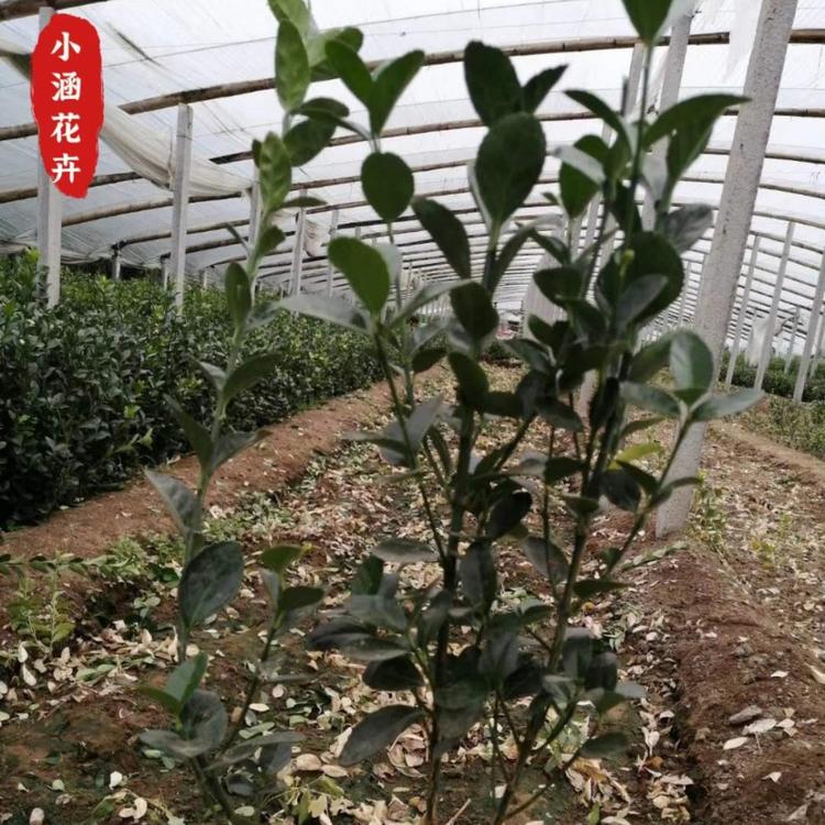 供应优质大叶黄杨  冬青小苗  优质冬青  绿篱专用  小涵花卉