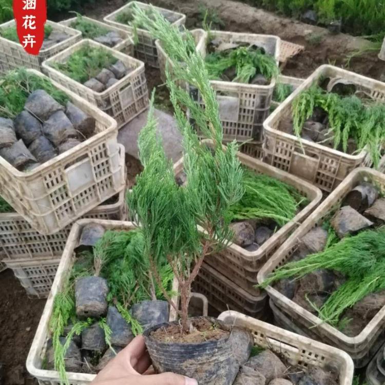 基地供应小龙柏  优质小龙柏  绿化苗木工程苗  绿篱  小涵花卉