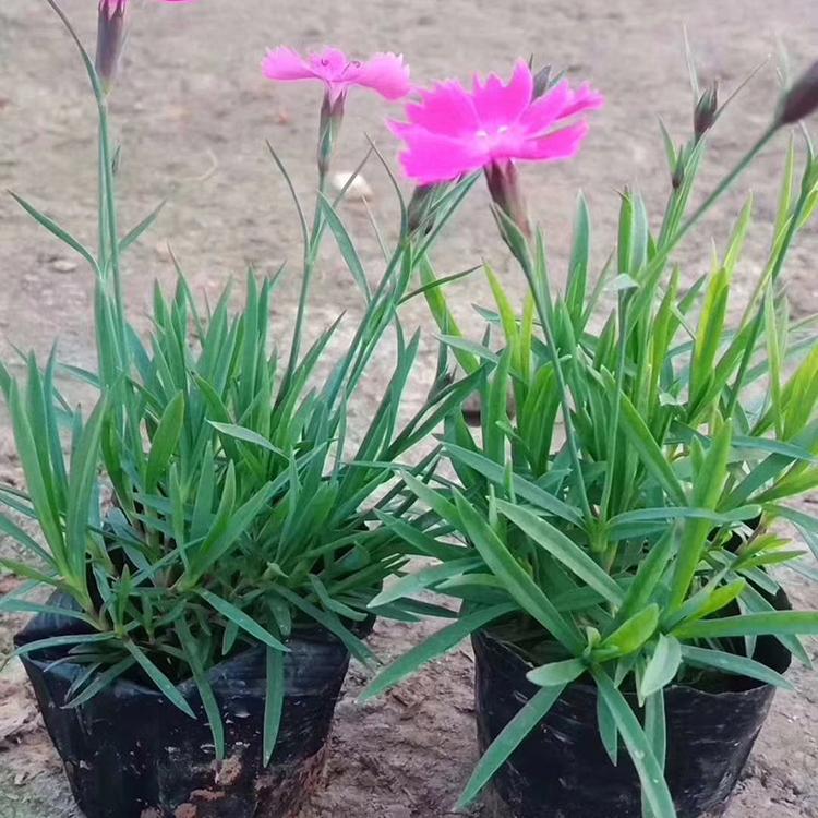 基地供应欧石竹  优质欧石竹   开花草坪 宿根花卉  小涵花卉