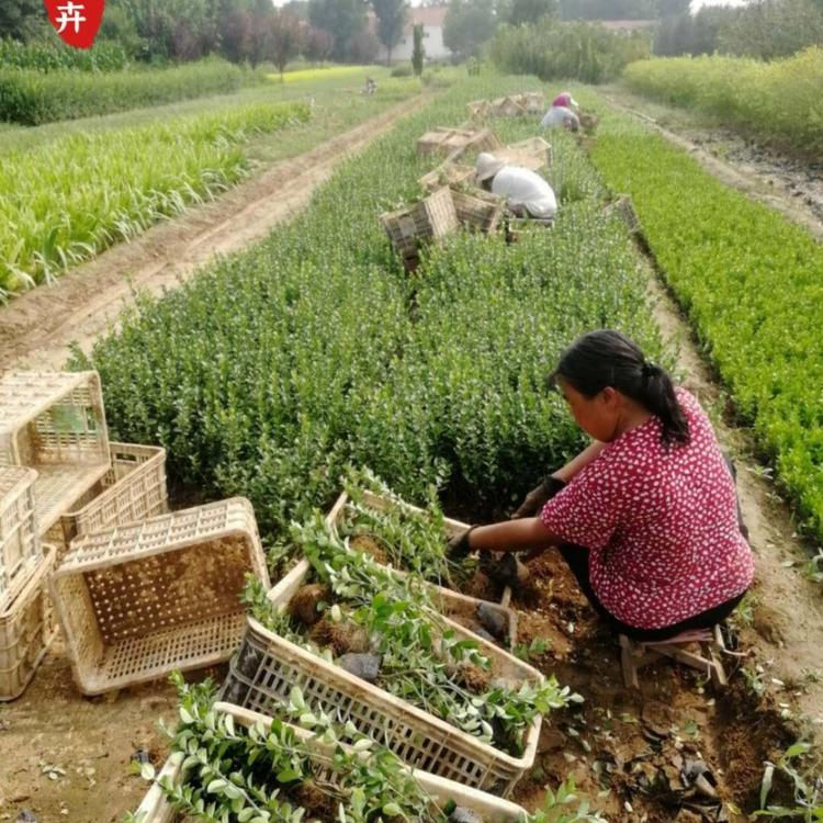 优质卫矛小苗价格  胶州卫矛  优质卫矛球  绿化工程小苗  小涵花卉