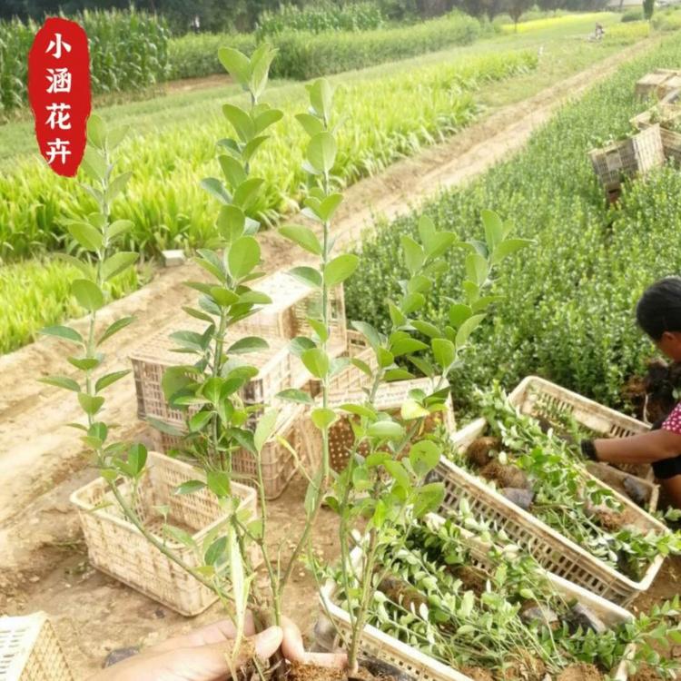 基地供应卫矛小苗  胶州卫矛  优质卫矛球  绿化工程小苗  小涵花卉