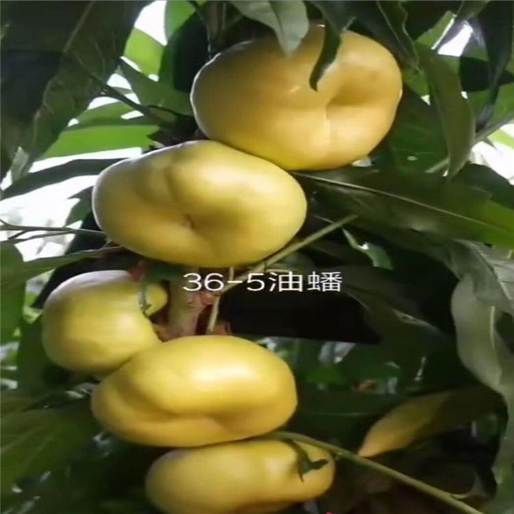 大型基地中蟠13桃树苗供应批发  桃树苗批发基地