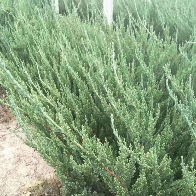 园林绿化龙柏小苗  小龙柏种植基地  青州小龙柏行情