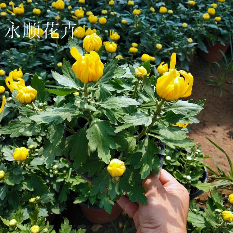 菊花开花多色大菊花基地直供菊花价格低