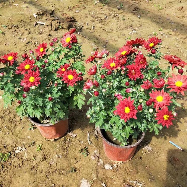 国庆菊种植  花卉批发基地  租摆花卉种植基地