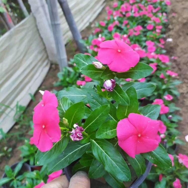 长春花培育基地  天天开小苗供应  格圣常年供应草花小苗