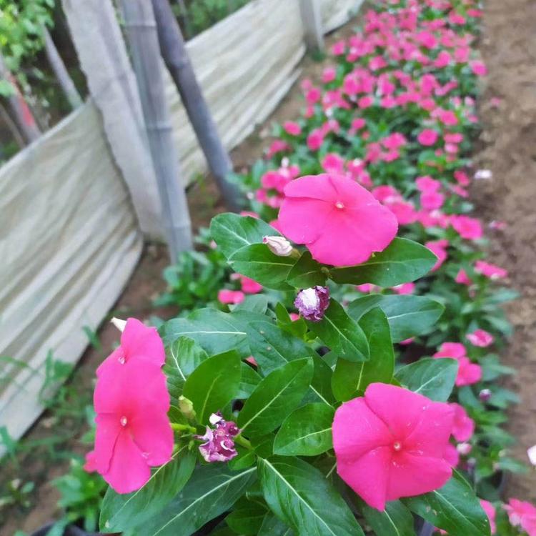 长春花报价  天天开批发商  基地直销天天开