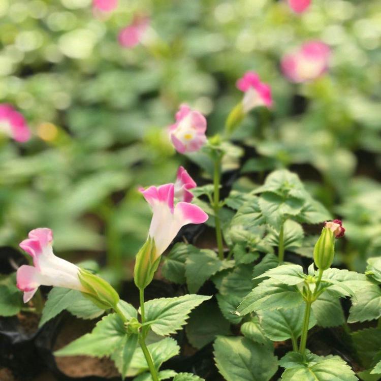 盆栽观赏牵牛花  牵牛基地  牵牛花供应商