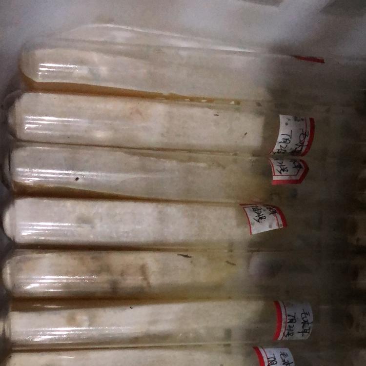菌厂直供黑皮鸡枞菌种菌包 提供专业黑皮鸡枞种植技术