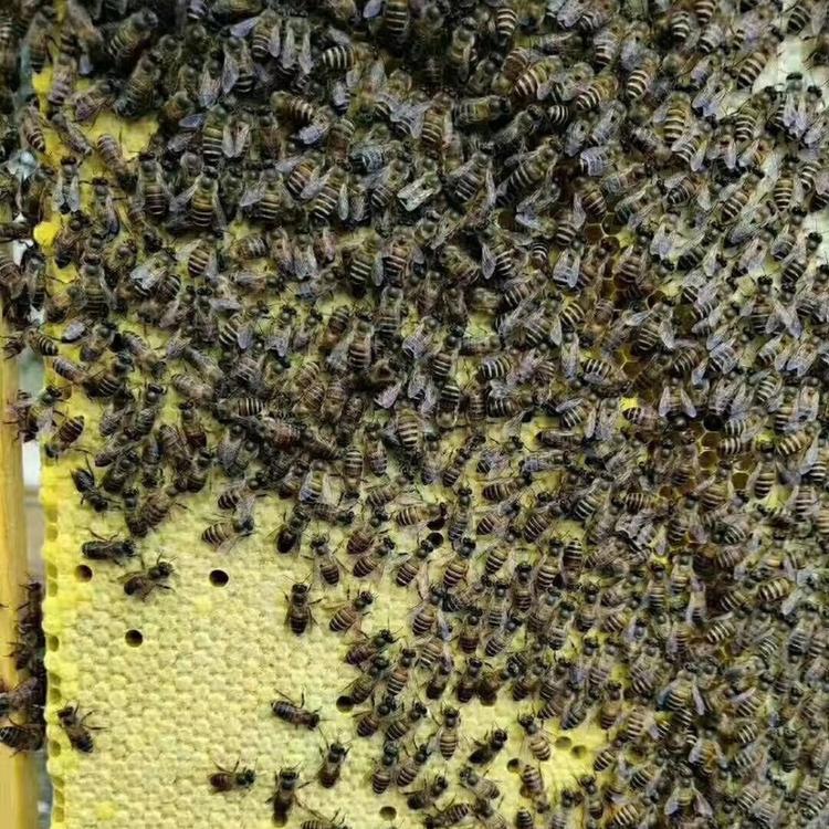 许昌蜂农蜜蜂 蜜蜂整箱批发