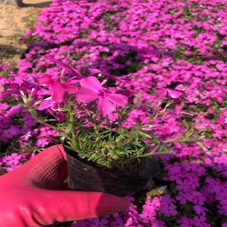 芝樱