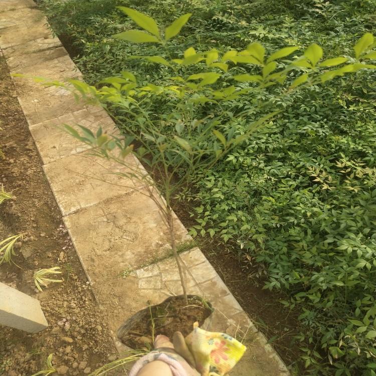 南天竹供应
