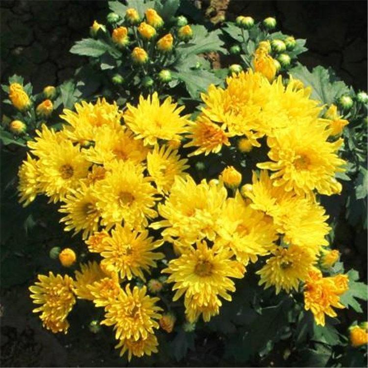 国庆菊 山东宿根花卉 国庆菊供货商 来鑫花卉