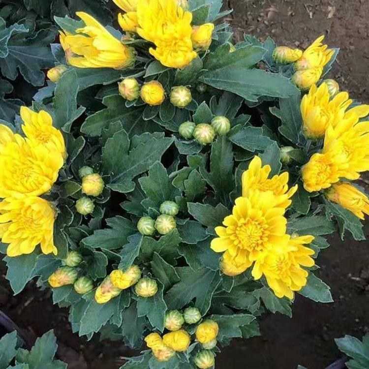 国庆菊 青州宿根花卉 国庆菊培育基地 基地出售好苗