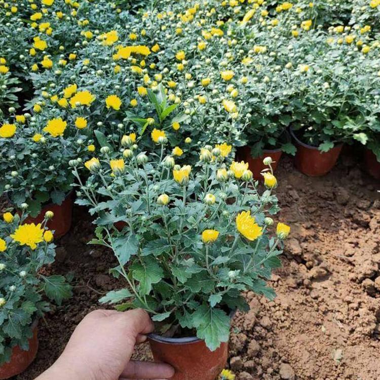 价格优惠 国庆菊 国庆菊价格